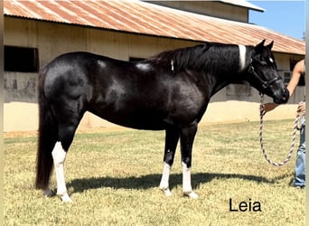 American Paint Horse Mix, Merrie, 9 Jaar, Gevlekt-paard