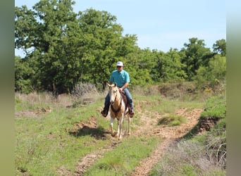 American Paint Horse, Merrie, 9 Jaar, Palomino