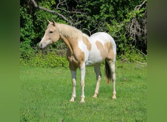 American Paint Horse, Merrie, 9 Jaar, Palomino