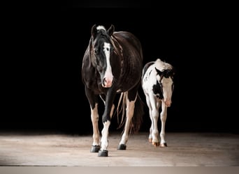 American Paint Horse, Merrie, 9 Jaar, Tobiano-alle-kleuren
