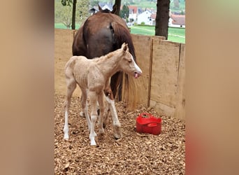 American Paint Horse, Merrie, Veulen (04/2026), 148 cm, Palomino
