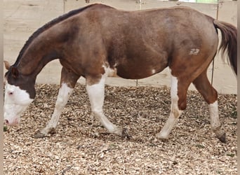 American Paint Horse, Merrie, Veulen (04/2026), 148 cm, Palomino