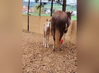 American Paint Horse, Merrie, Veulen (04/2026), 148 cm, Palomino
