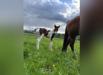 American Paint Horse, Merrie, Veulen (05/2026), 148 cm, Tobiano-alle-kleuren