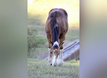 American Paint Horse, Merrie, Veulen (04/2026), 150 cm, Buckskin