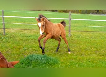 American Paint Horse, Merrie, Veulen (05/2025), 150 cm, Buckskin