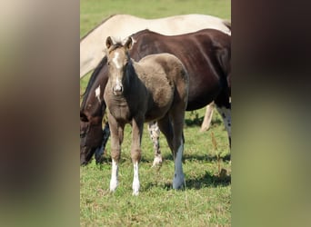 American Paint Horse, Merrie, Veulen (05/2025), 150 cm, Champagne
