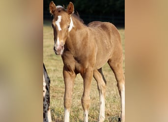 American Paint Horse, Merrie, Veulen (05/2025), 150 cm, Champagne