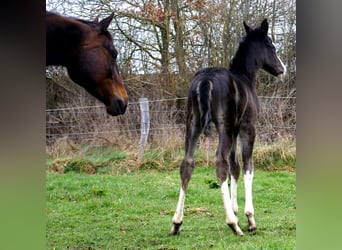 American Paint Horse, Merrie, Veulen (03/2026), 150 cm, Overo-alle-kleuren