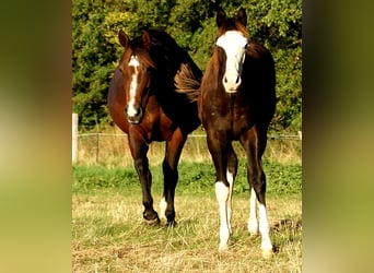 American Paint Horse, Merrie, Veulen (03/2026), 150 cm, Overo-alle-kleuren
