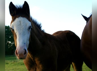 American Paint Horse, Merrie, Veulen (03/2026), 150 cm, Overo-alle-kleuren