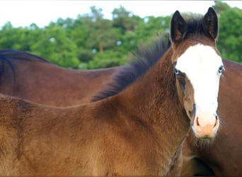 American Paint Horse, Merrie, Veulen (03/2026), 150 cm, Overo-alle-kleuren