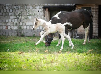 American Paint Horse, Merrie, Veulen (01/2026), 152 cm, Gevlekt-paard
