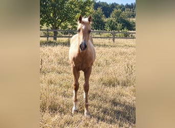 American Paint Horse, Merrie, Veulen (05/2026), 152 cm, Palomino