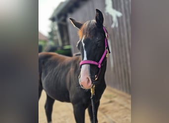 American Paint Horse, Merrie, Veulen (04/2026), 152 cm, Zwart