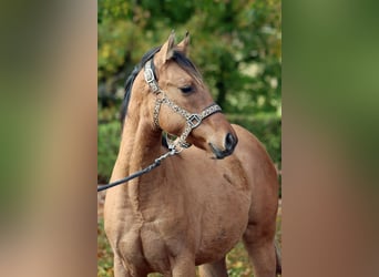 American Paint Horse, Merrie, Veulen (02/2025), 153 cm, Bruin