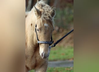 American Paint Horse, Merrie, Veulen (05/2025), 153 cm, Champagne