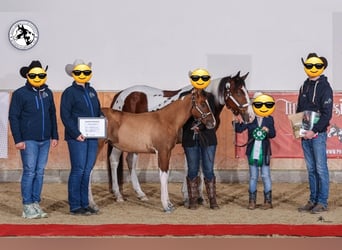 American Paint Horse, Merrie, Veulen (05/2025), 153 cm, Falbe