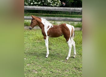 American Paint Horse, Merrie, Veulen (05/2026), 153 cm, Tobiano-alle-kleuren