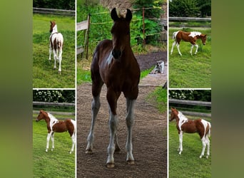 American Paint Horse, Merrie, Veulen (05/2026), 153 cm, Tobiano-alle-kleuren
