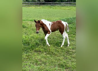 American Paint Horse, Merrie, Veulen (05/2026), 153 cm, Tobiano-alle-kleuren