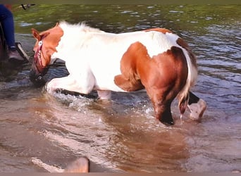 American Paint Horse, Merrie, Veulen (05/2025), 154 cm, Gevlekt-paard