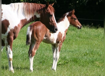 American Paint Horse, Merrie, Veulen (04/2026), 154 cm, Gevlekt-paard