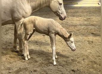 American Paint Horse, Merrie, Veulen (04/2026), 154 cm, Overo-alle-kleuren
