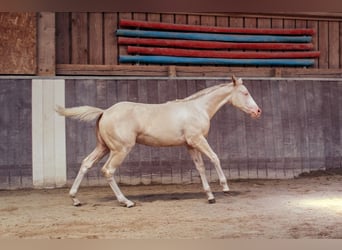 American Paint Horse, Merrie, Veulen (04/2026), 154 cm, Overo-alle-kleuren