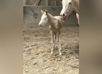 American Paint Horse, Merrie, Veulen (04/2026), 154 cm, Overo-alle-kleuren