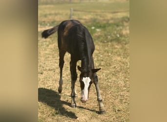 American Paint Horse, Merrie, Veulen (04/2026), 155 cm, Donkerbruin