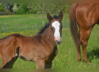 American Paint Horse, Merrie, Veulen (04/2026), 155 cm, Donkerbruin