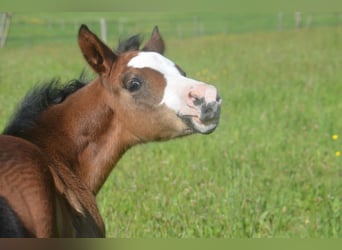 American Paint Horse, Merrie, Veulen (04/2026), 155 cm, Donkerbruin