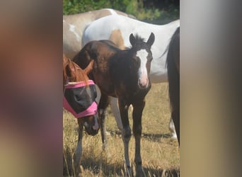 American Paint Horse, Merrie, Veulen (04/2026), 155 cm, Donkerbruin