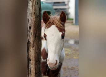 American Paint Horse, Merrie, Veulen (05/2025), 155 cm, Overo-alle-kleuren