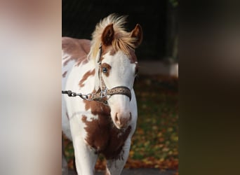 American Paint Horse, Merrie, Veulen (05/2025), 155 cm, Overo-alle-kleuren