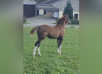 American Paint Horse Mix, Merrie, Veulen (06/2026), 155 cm, Tobiano-alle-kleuren