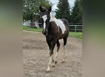 American Paint Horse, Merrie, Veulen (05/2026), 165 cm, Tobiano-alle-kleuren