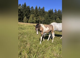 American Paint Horse, Merrie, Veulen (03/2026), Overo-alle-kleuren