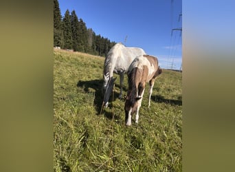 American Paint Horse, Merrie, Veulen (03/2026), Overo-alle-kleuren