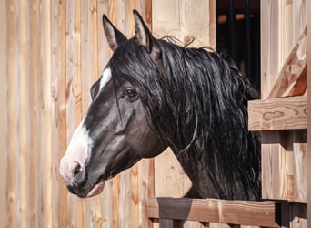 American Paint Horse, Merrie, Veulen (03/2026), Overo-alle-kleuren