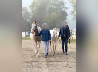 American Paint Horse, Merrie, Veulen (04/2025)