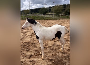 American Paint Horse, Merrie, Veulen (03/2026)