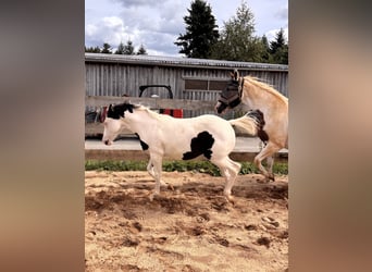 American Paint Horse, Merrie, Veulen (03/2026)