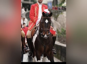 American Paint Horse Mix, Ogier, 11 lat, 160 cm, Tarantowata