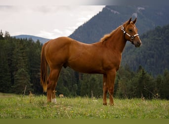 American Paint Horse, Ogier, 1 Rok, 145 cm, Cisawa