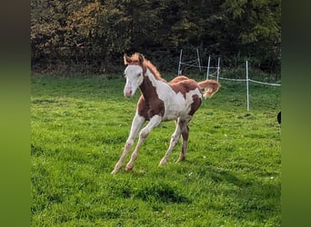 American Paint Horse, Ogier, 1 Rok, 145 cm, Srokata