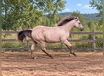 American Paint Horse, Ogier, 1 Rok, 147 cm, Jelenia