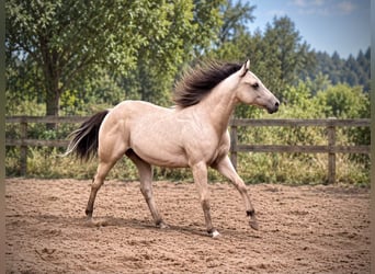 American Paint Horse, Ogier, 1 Rok, 147 cm, Jelenia