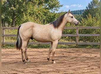 American Paint Horse, Ogier, 1 Rok, 147 cm, Jelenia